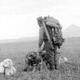 Illustration for article titled These Dogs are Honorary Geologists for Their Early Exploration of Alaska